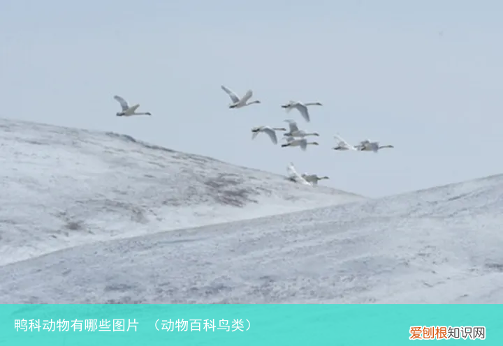 动物百科鸟类 鸭科动物有哪些图片