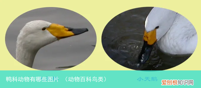 动物百科鸟类 鸭科动物有哪些图片