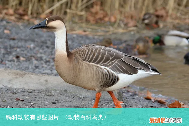 动物百科鸟类 鸭科动物有哪些图片