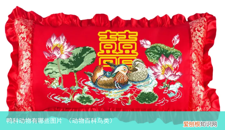 动物百科鸟类 鸭科动物有哪些图片