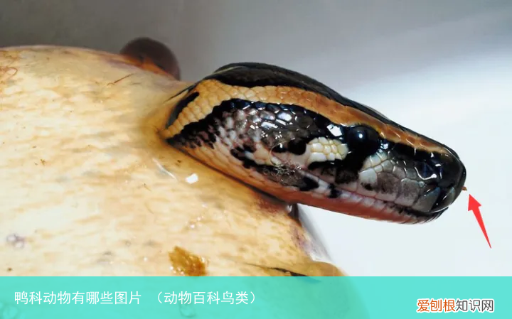 动物百科鸟类 鸭科动物有哪些图片