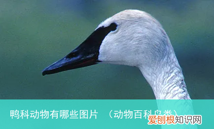 动物百科鸟类 鸭科动物有哪些图片