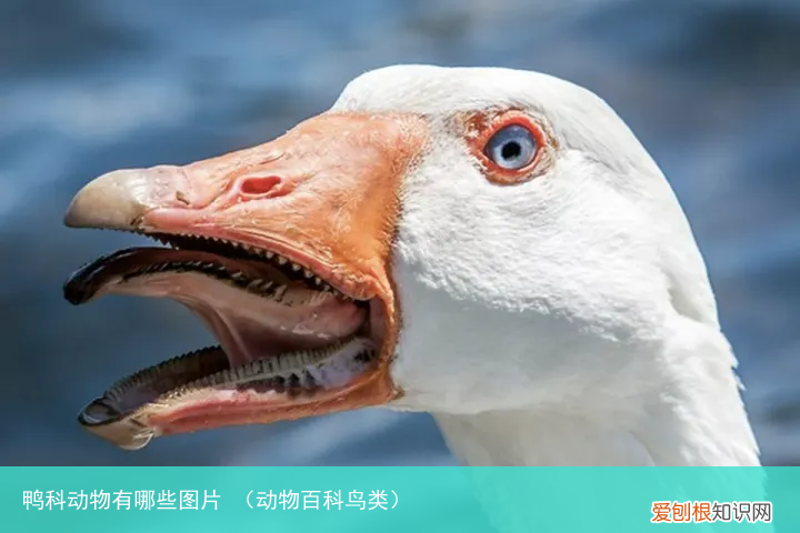 动物百科鸟类 鸭科动物有哪些图片