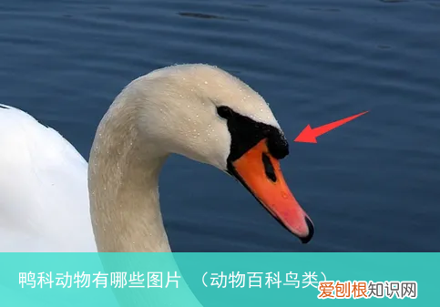 动物百科鸟类 鸭科动物有哪些图片