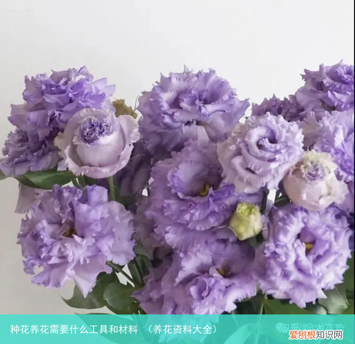 养花资料大全 种花养花需要什么工具和材料