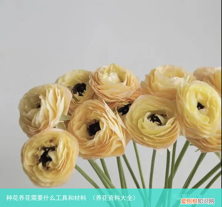 养花资料大全 种花养花需要什么工具和材料