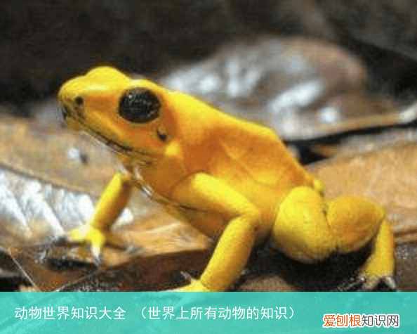 世界上所有动物的知识 动物世界知识大全