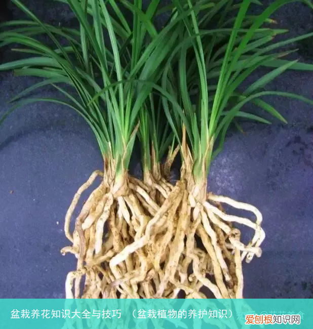 盆栽植物的养护知识 盆栽养花知识大全与技巧