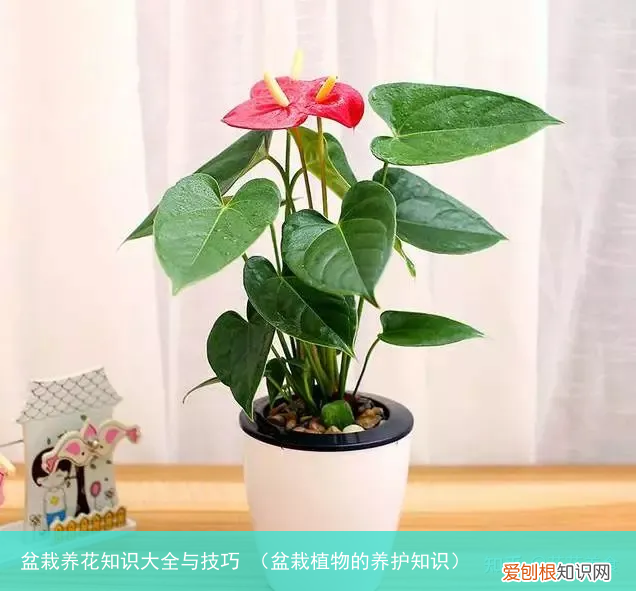 盆栽植物的养护知识 盆栽养花知识大全与技巧