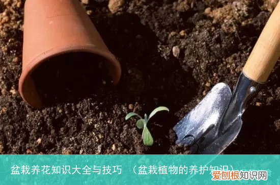 盆栽植物的养护知识 盆栽养花知识大全与技巧