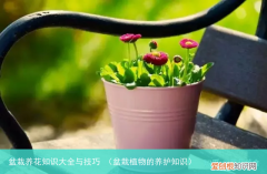 盆栽植物的养护知识 盆栽养花知识大全与技巧