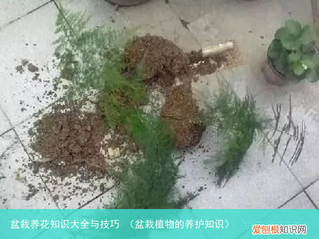 盆栽植物的养护知识 盆栽养花知识大全与技巧