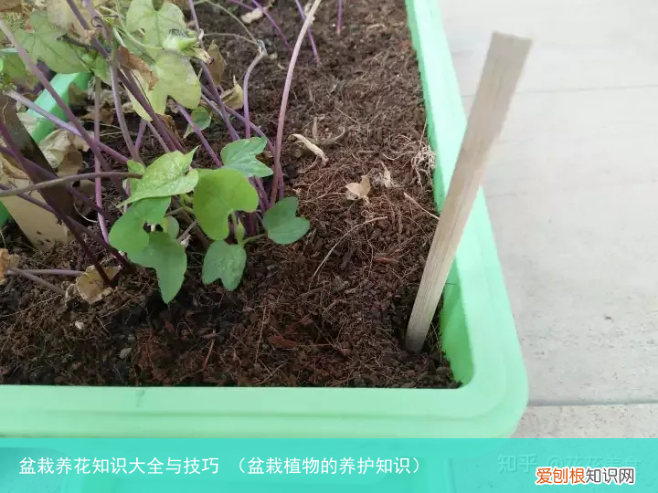 盆栽植物的养护知识 盆栽养花知识大全与技巧