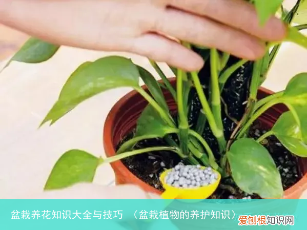 盆栽植物的养护知识 盆栽养花知识大全与技巧