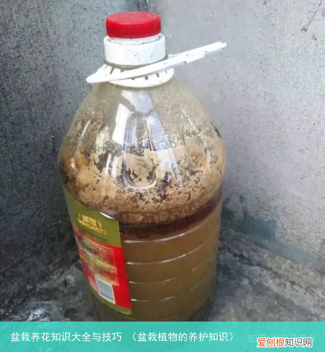 盆栽植物的养护知识 盆栽养花知识大全与技巧