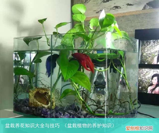 盆栽植物的养护知识 盆栽养花知识大全与技巧