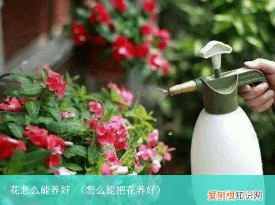 怎么能把花养好 花怎么能养好