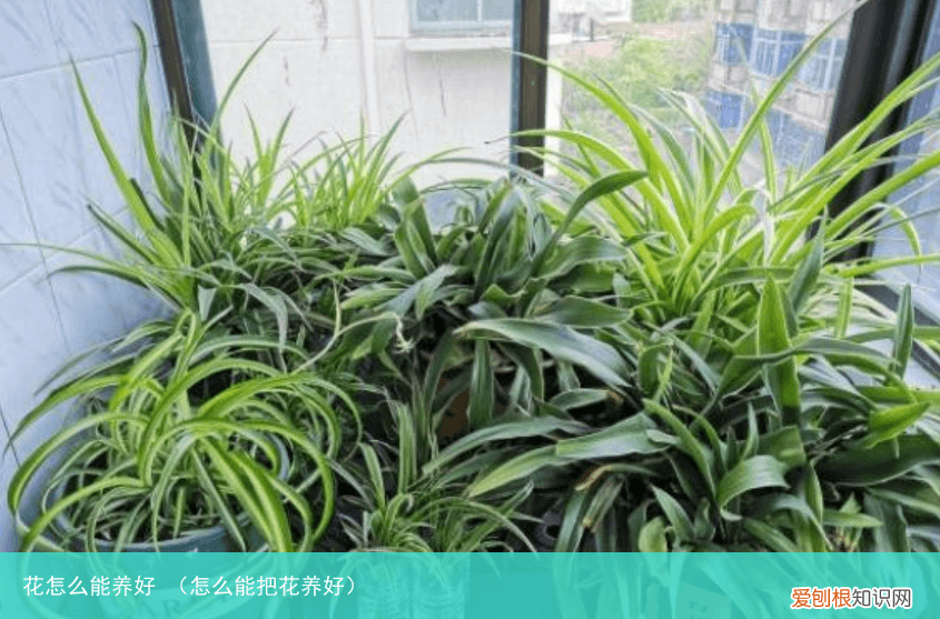 怎么能把花养好 花怎么能养好