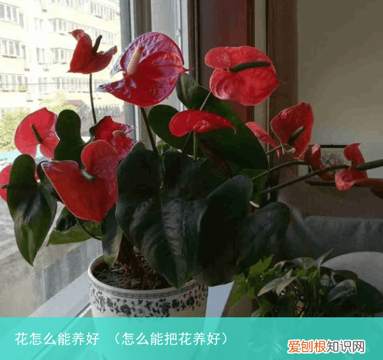 怎么能把花养好 花怎么能养好