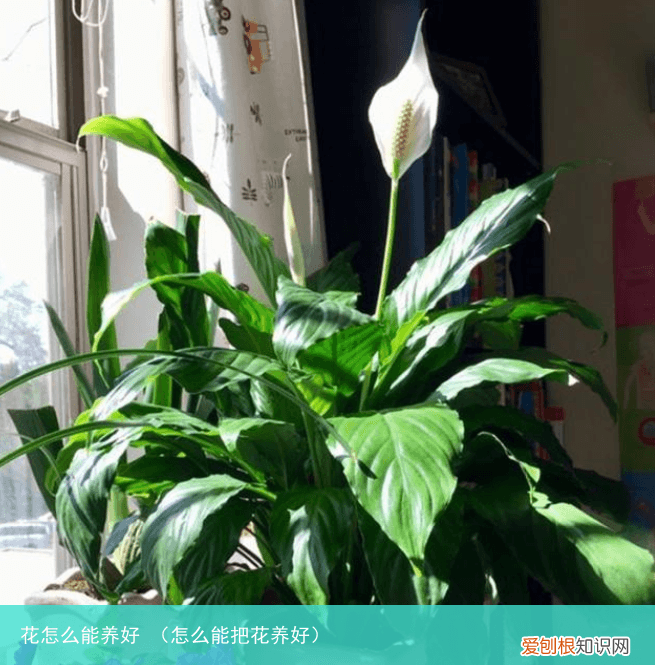 怎么能把花养好 花怎么能养好