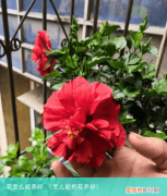 怎么能把花养好 花怎么能养好