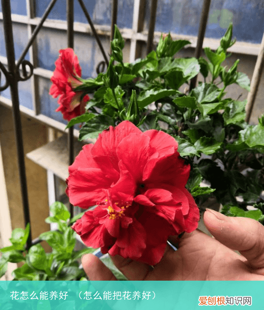 怎么能把花养好 花怎么能养好