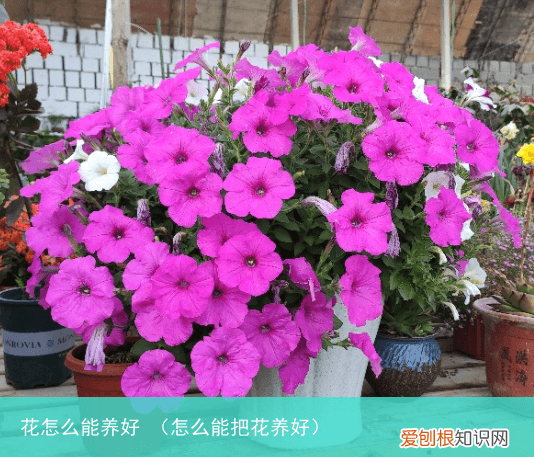 怎么能把花养好 花怎么能养好