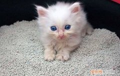 猫驱虫药怎么使用,猫驱虫药怎么用,猫驱虫药怎么滴，猫咪驱虫药怎么弄