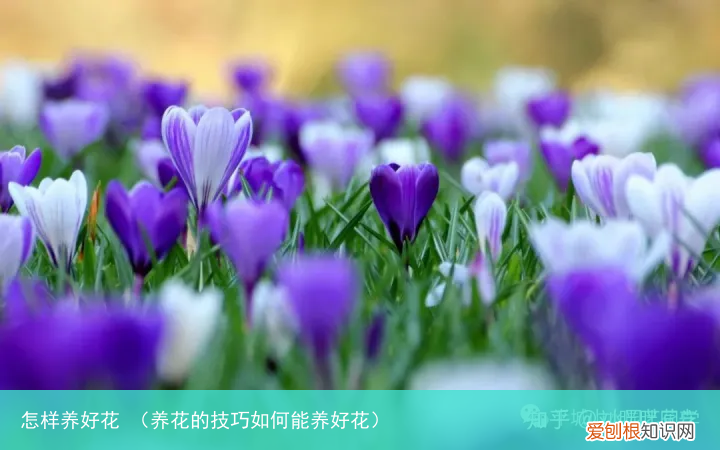养花的技巧如何能养好花 怎样养好花