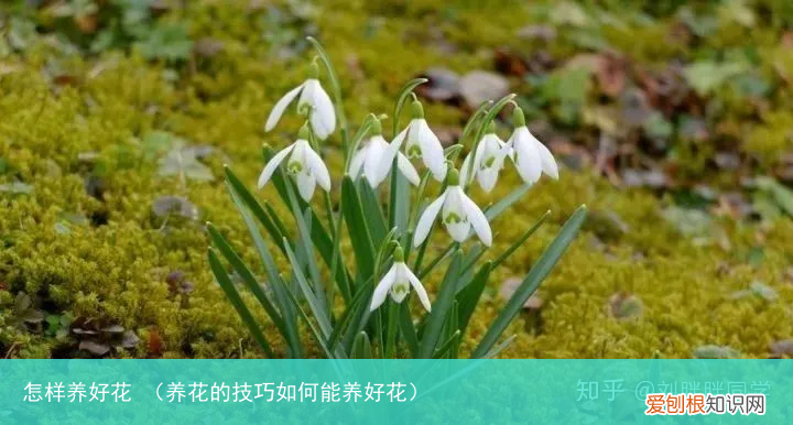 养花的技巧如何能养好花 怎样养好花