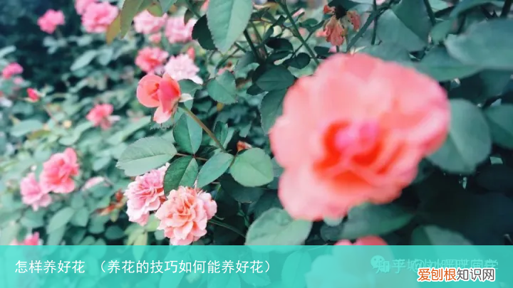 养花的技巧如何能养好花 怎样养好花