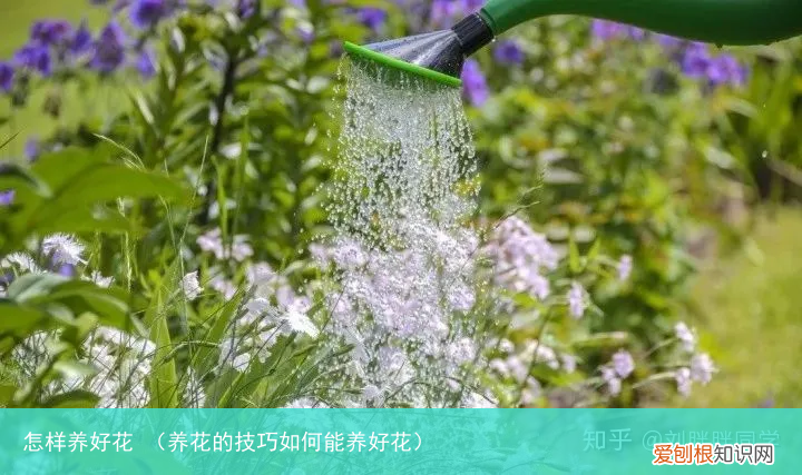 养花的技巧如何能养好花 怎样养好花