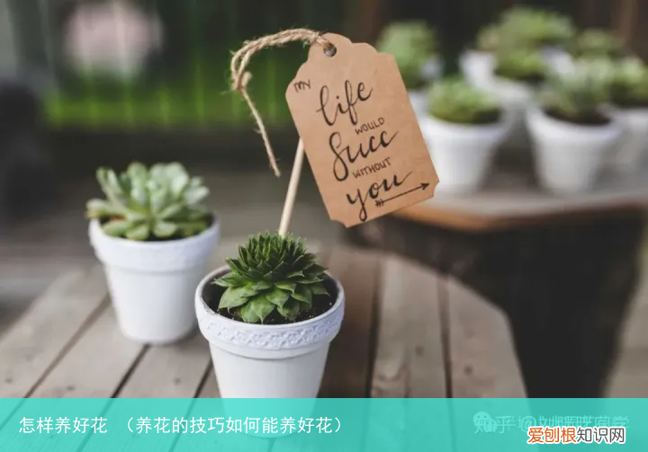 养花的技巧如何能养好花 怎样养好花