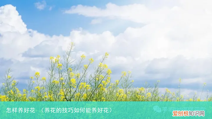养花的技巧如何能养好花 怎样养好花