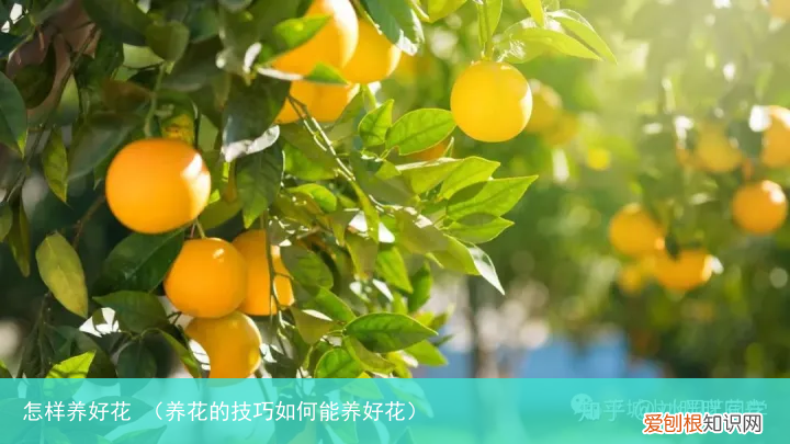 养花的技巧如何能养好花 怎样养好花