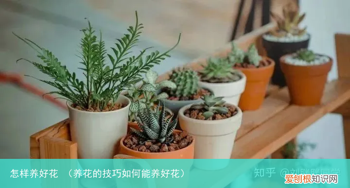 养花的技巧如何能养好花 怎样养好花