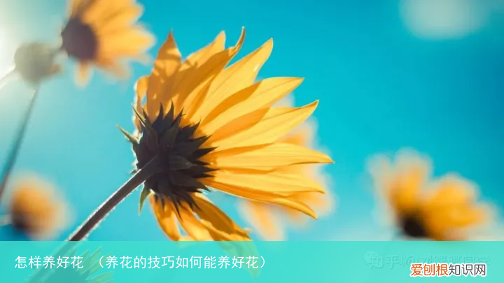 养花的技巧如何能养好花 怎样养好花