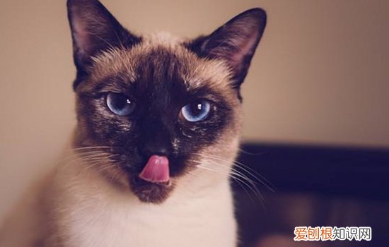 猫麻醉过敏,猫麻醉后遗症,猫麻醉后遗症,猫麻醉不耐受