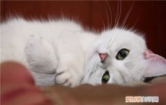猫咪三毛滴虫,猫三毛滴虫,三毛滴虫感染人吗，猫咪三毛滴虫症状