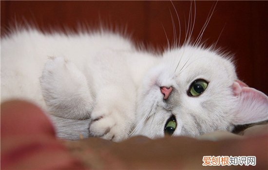 猫咪三毛滴虫,猫三毛滴虫,三毛滴虫感染人吗，猫咪三毛滴虫症状