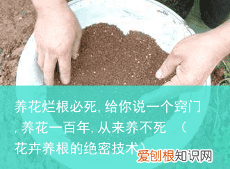 花卉养根的绝密技术 养花烂根必死,给你说一个窍门,养花一百年,从来养不死
