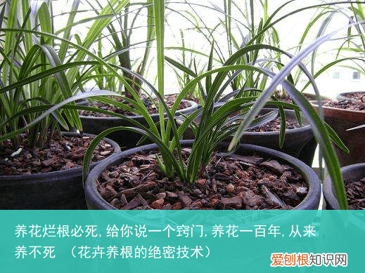 花卉养根的绝密技术 养花烂根必死,给你说一个窍门,养花一百年,从来养不死