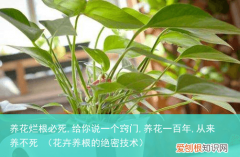 花卉养根的绝密技术 养花烂根必死,给你说一个窍门,养花一百年,从来养不死