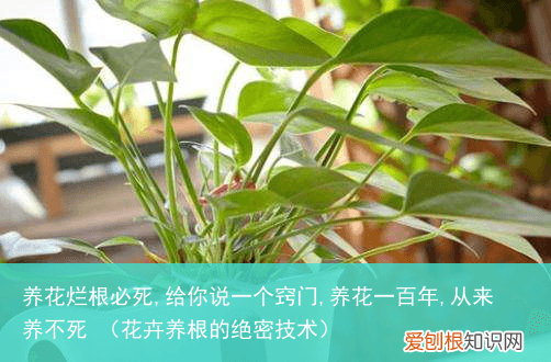 花卉养根的绝密技术 养花烂根必死,给你说一个窍门,养花一百年,从来养不死