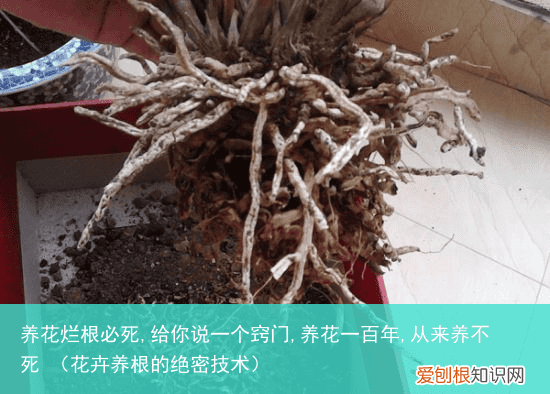花卉养根的绝密技术 养花烂根必死,给你说一个窍门,养花一百年,从来养不死