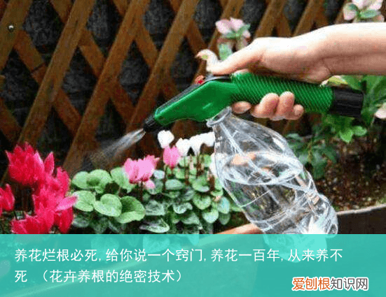 花卉养根的绝密技术 养花烂根必死,给你说一个窍门,养花一百年,从来养不死