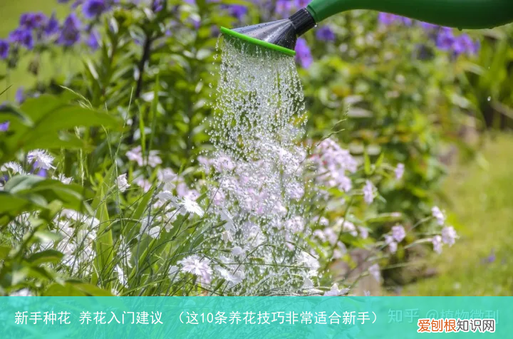 这10条养花技巧非常适合新手 新手种花 养花入门建议