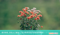 这10条养花技巧非常适合新手 新手种花 养花入门建议