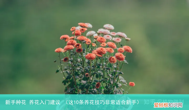 这10条养花技巧非常适合新手 新手种花 养花入门建议