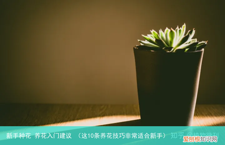 这10条养花技巧非常适合新手 新手种花 养花入门建议